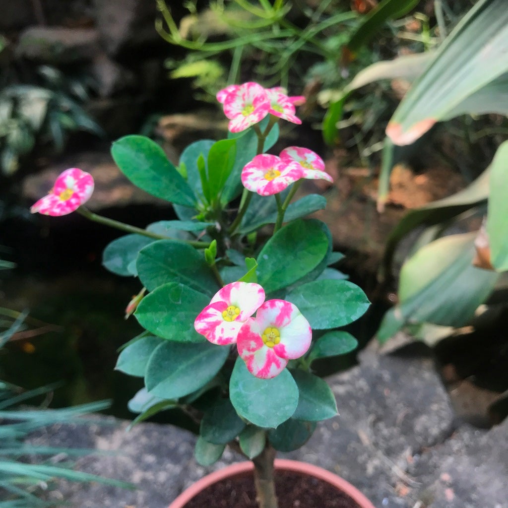 Euphorbia Milii 'Angel Face'