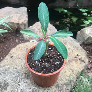 Euphorbia Bongolavensis