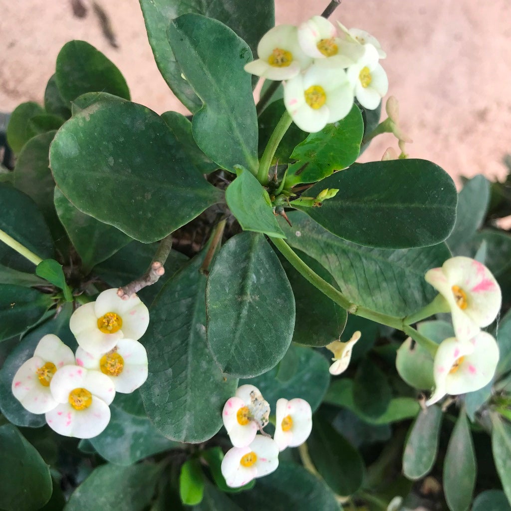 Euphorbia Milii f. lutea