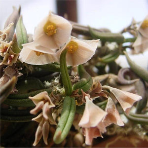 Euphorbia Cylindrifolia