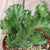 Euphorbia lactea cristata - Crested Elkhorn