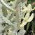 Euphorbia lactea variegata - White Ghost Cactus
