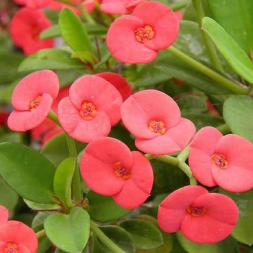 Euphorbia Milii "Pandora"