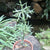 Euphorbia Stanoclada - Silver Thicket