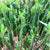 Euphorbia Trigona Green - African Milk Tree
