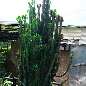 Euphorbia Trigona Rubra - African Milk Tree