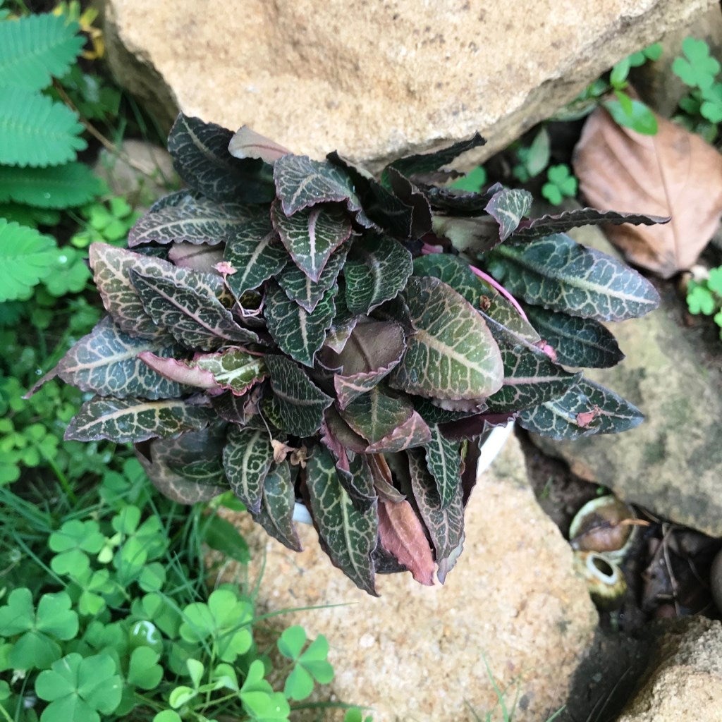 Euphorbia francoisii "Rasberrymint"