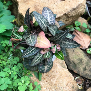 Euphorbia francoisii "Splash"