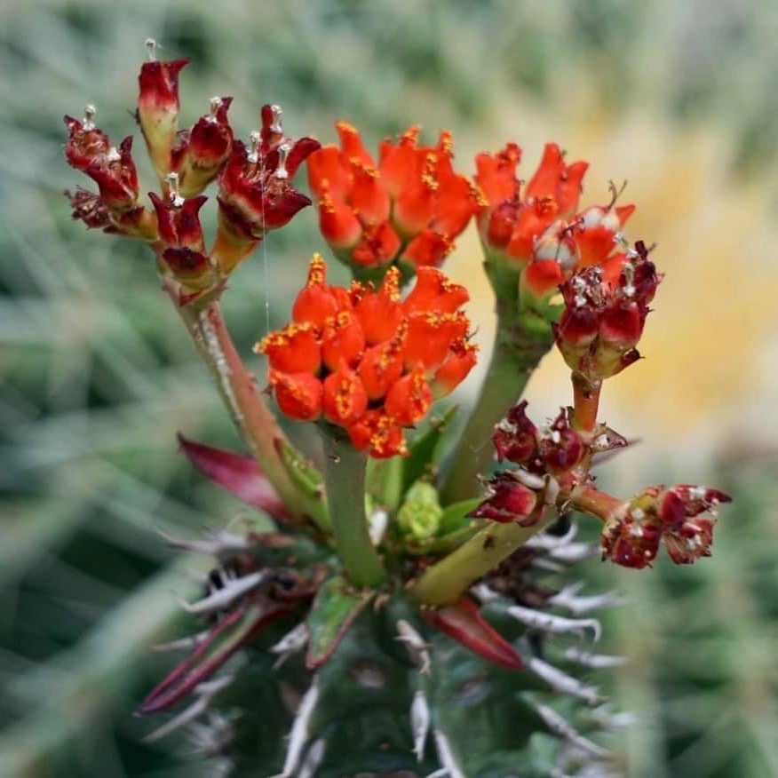 Euphorbia Viguieri