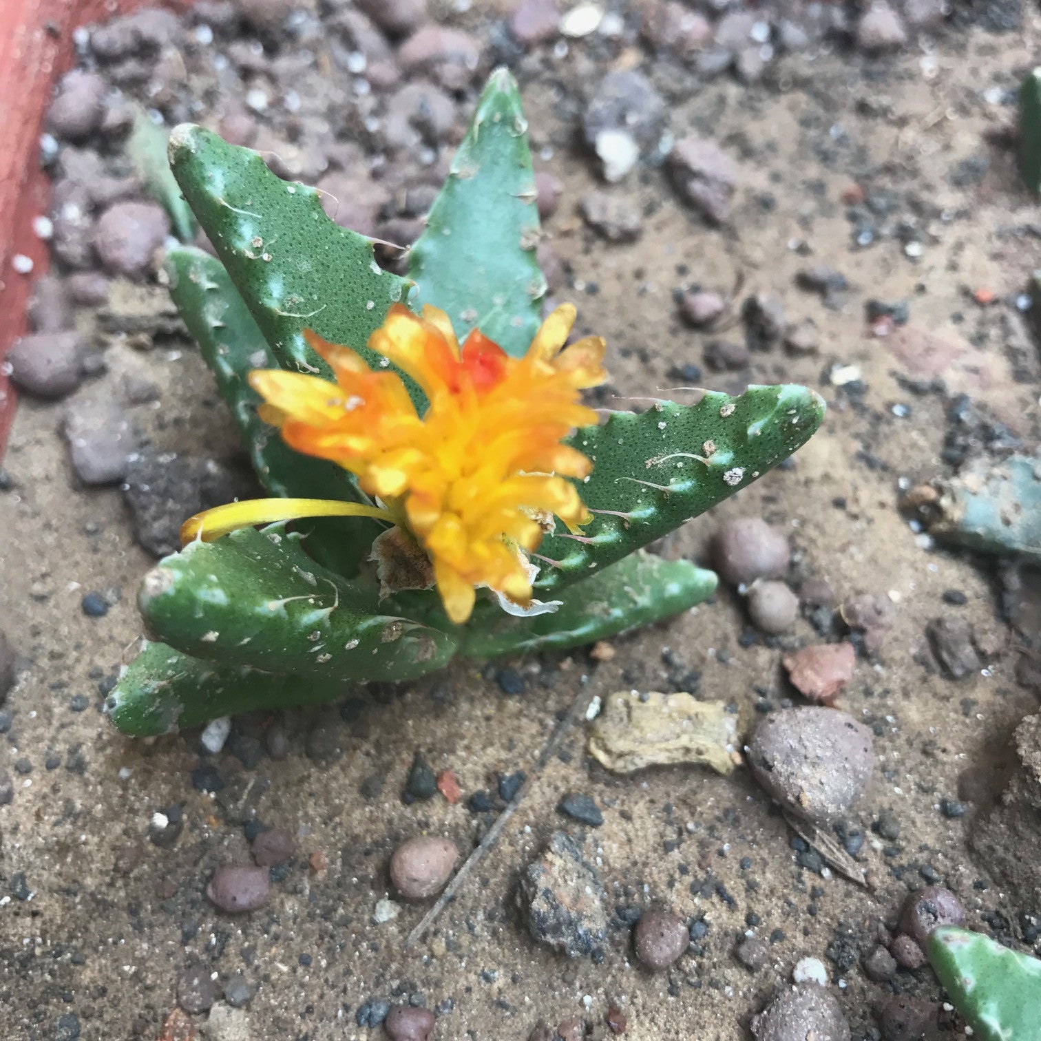 Faucaria Tigrina Plants myBageecha - myBageecha