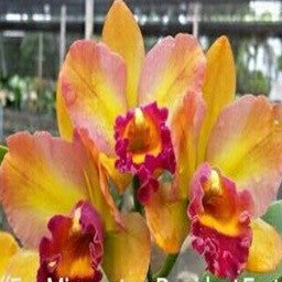 Fay Miyamoto X President Fortune ) X Kaui Star Bri