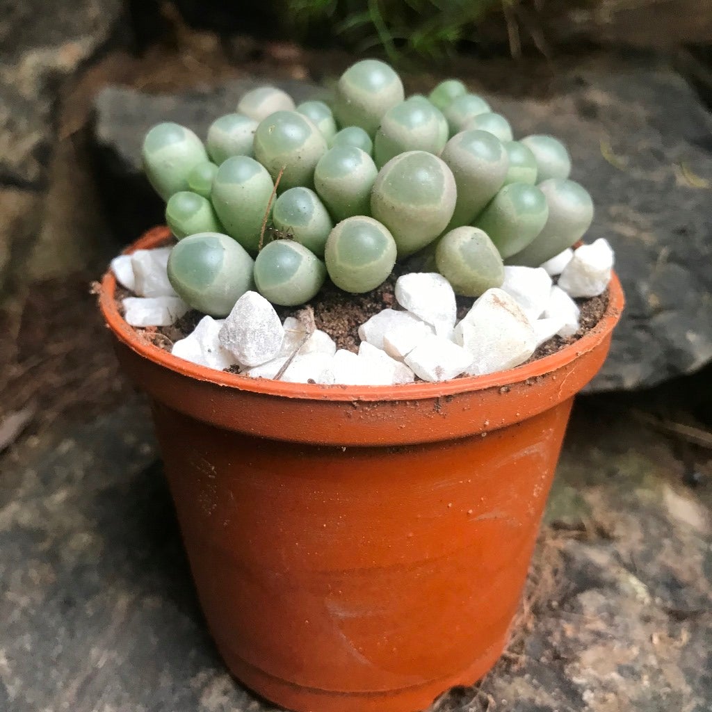 Fenestraria Aurantiaca 'Baby Toes' – Végétal Design Qc - Foto 6