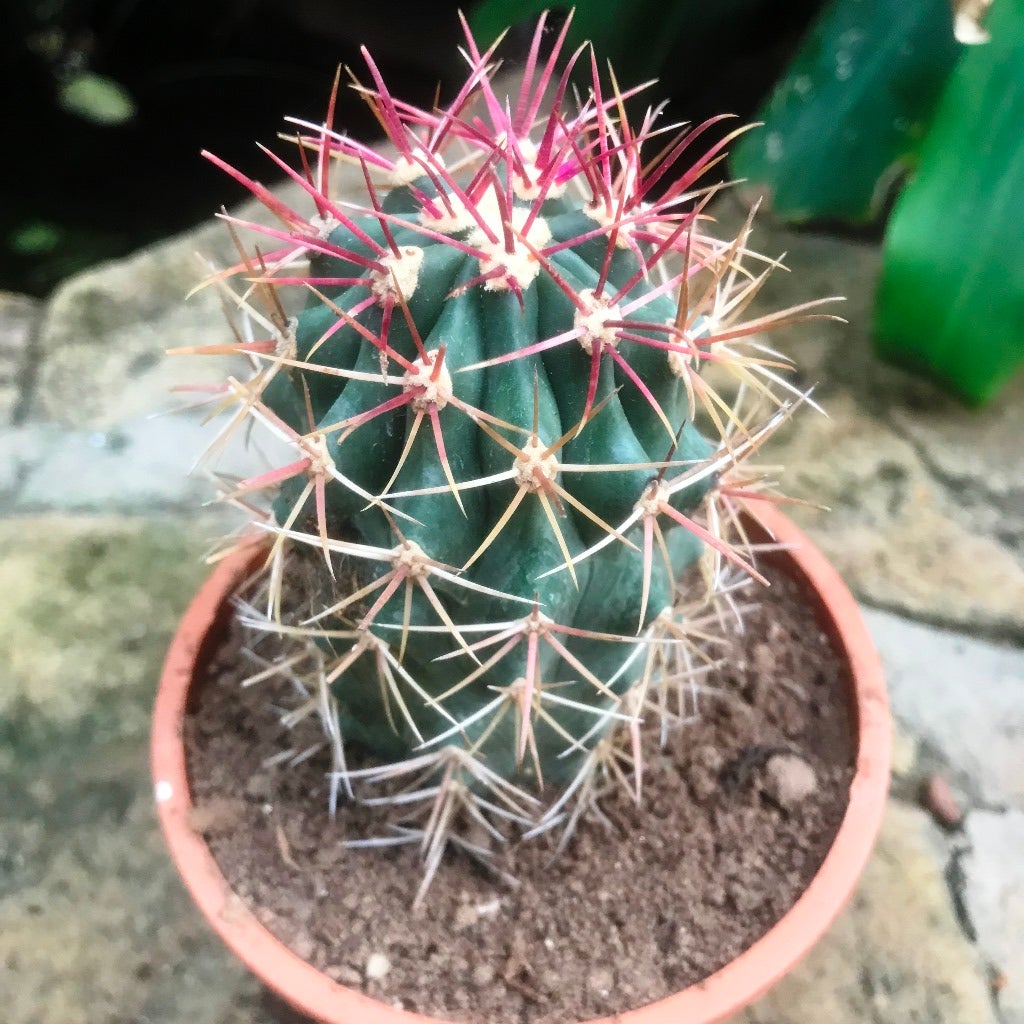 Ferocactus Acanthodes ssp. Lecontei