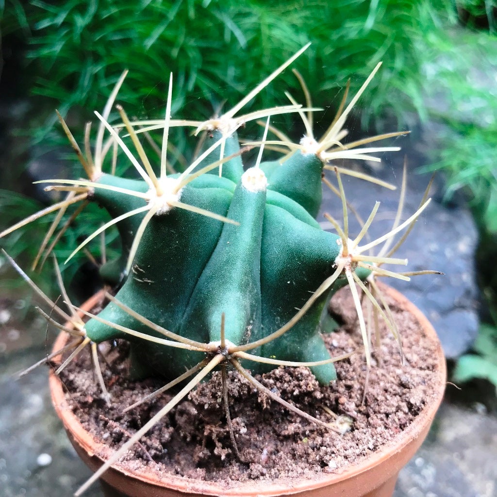 Ferocactus Acanthodes f. Albispinus