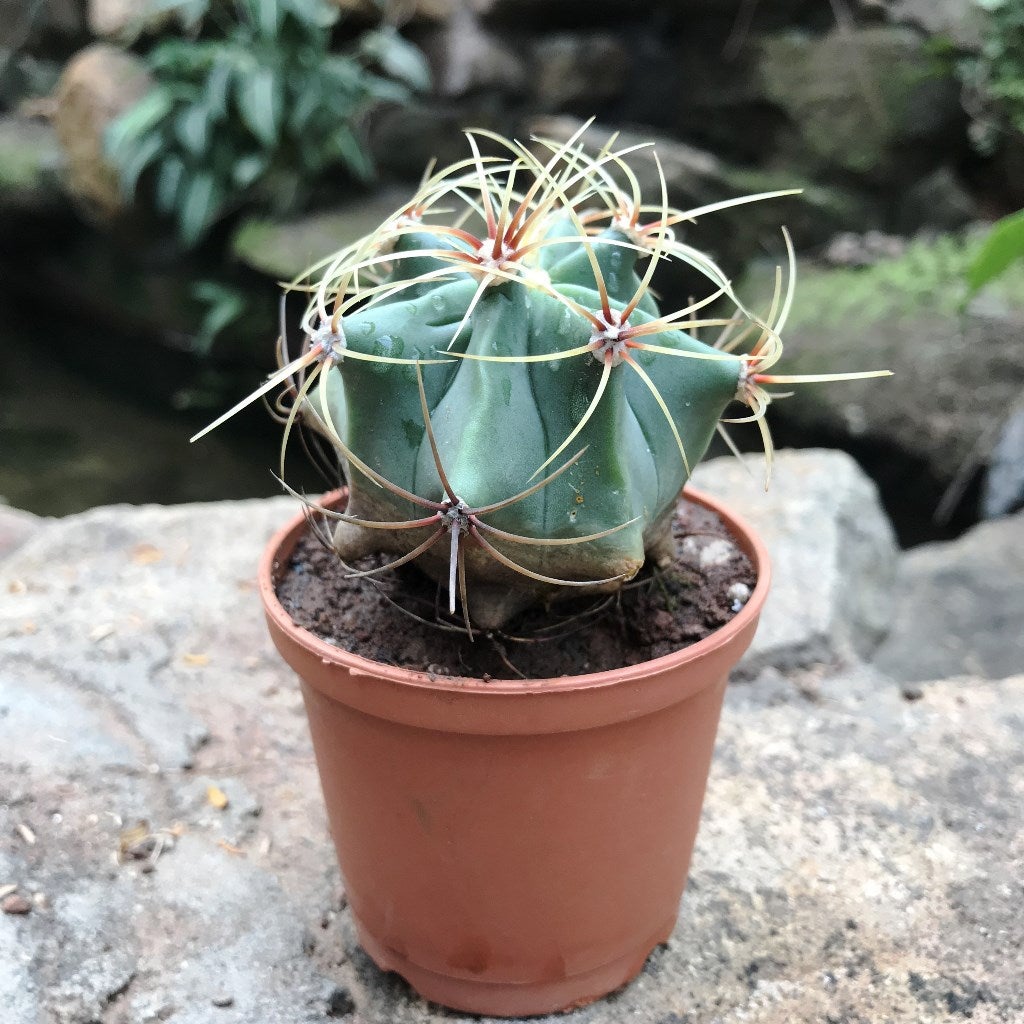 Ferocactus Electracanthus