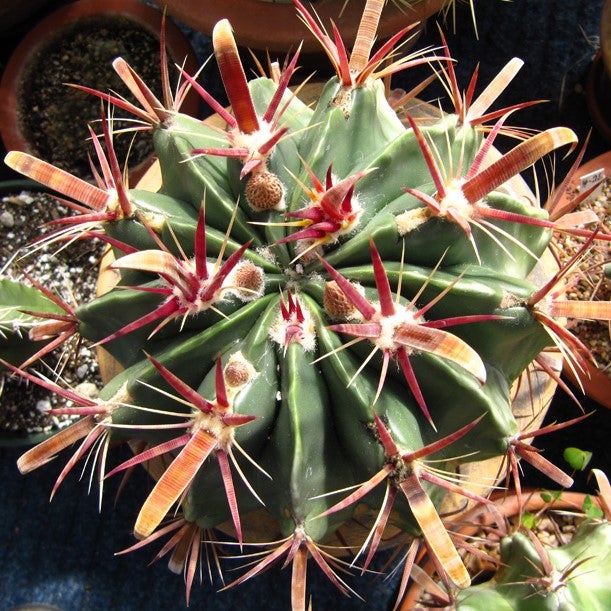 Ferocactus Latispinus Var. Latispinus