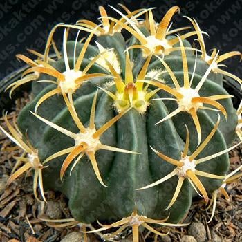 Ferocactus Latispinus Var. Flavispinus