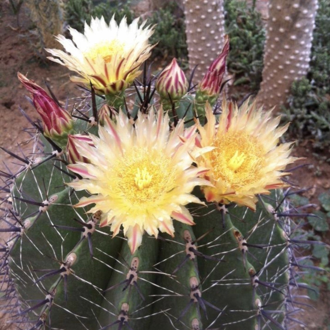 Ferocactus Horridus "Brevispinu"