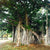 Ficus Benghalensis - Banyan