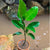 Ficus Benghalensis - Banyan