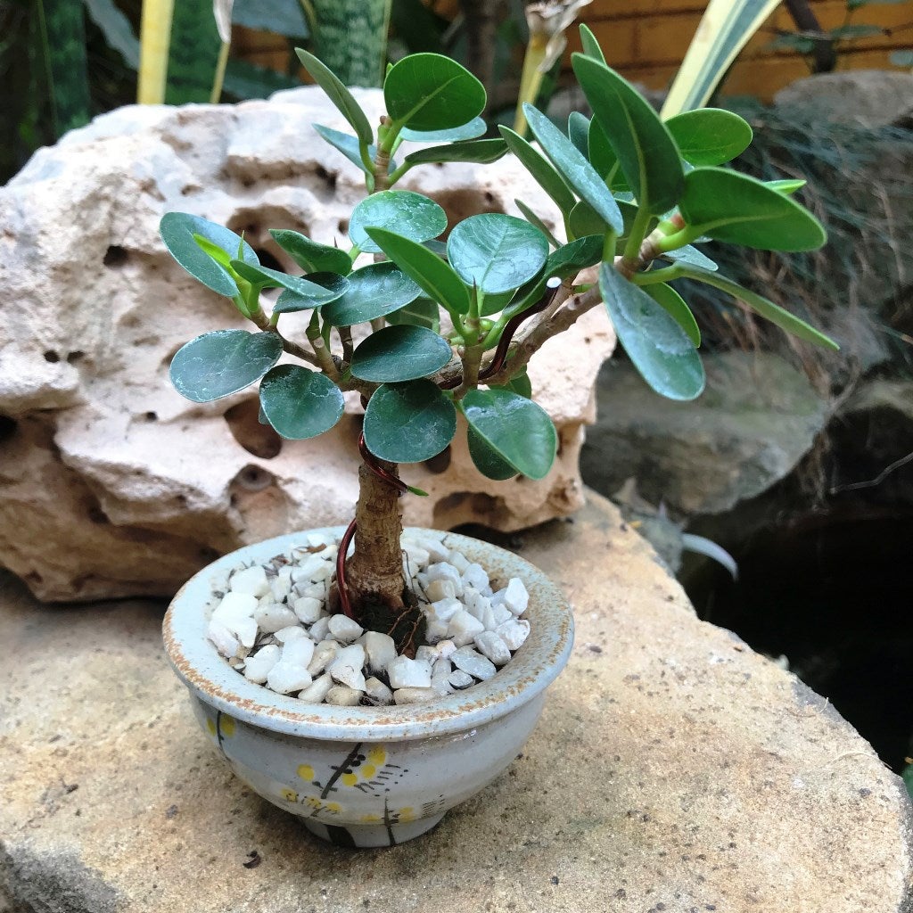 Ficus microcarpa 'Compacta'
