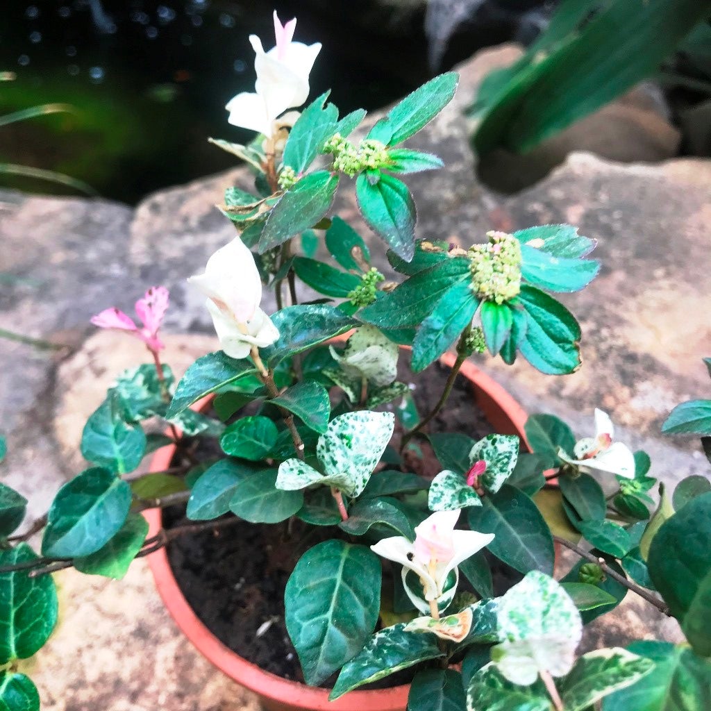 Ficus Pumila Variegata