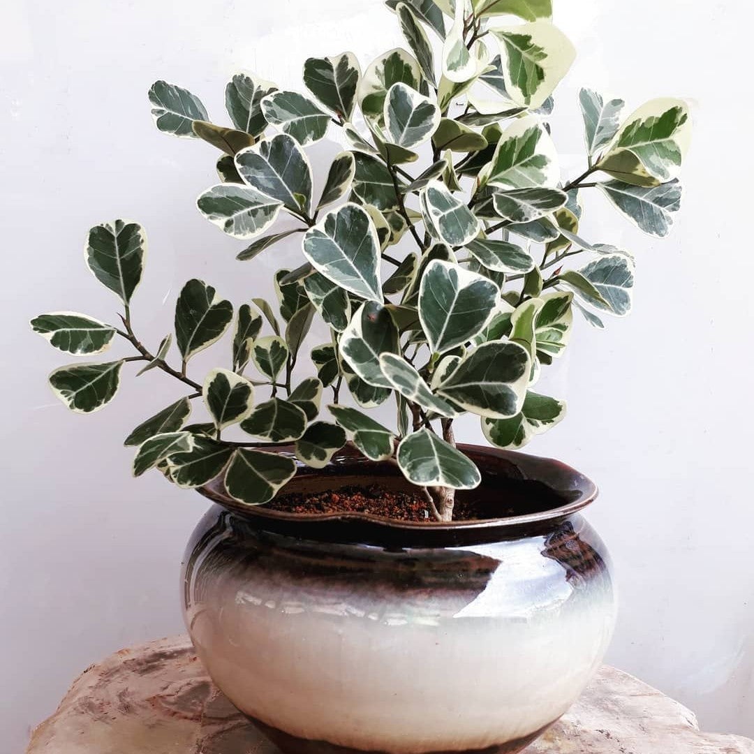 Ficus Triangularis 'Variegata'