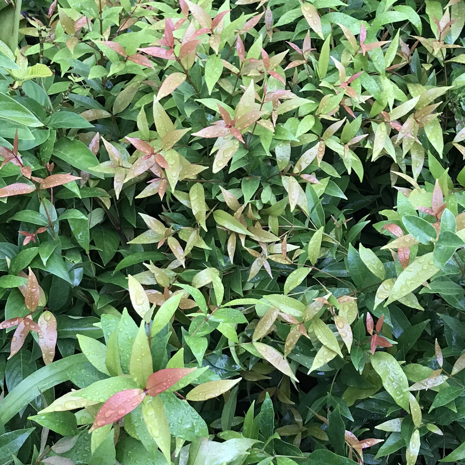 Ficus Benjamina 'Exotica' Plants myBageecha - myBageecha