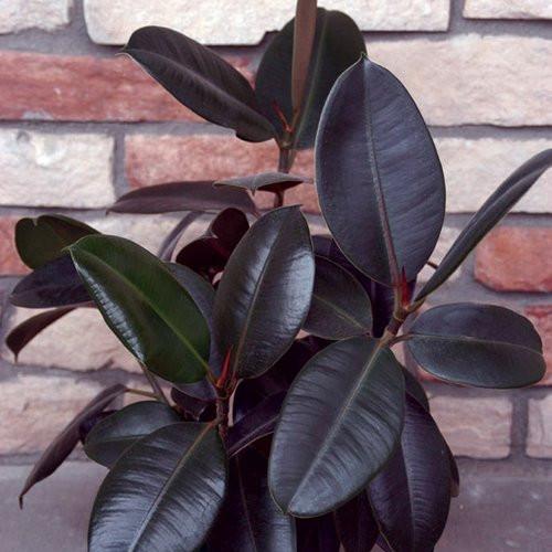 Ficus Elastica 'Burgundy'
