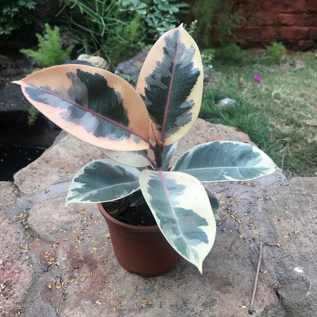 Ficus Elastica 'Tineke'