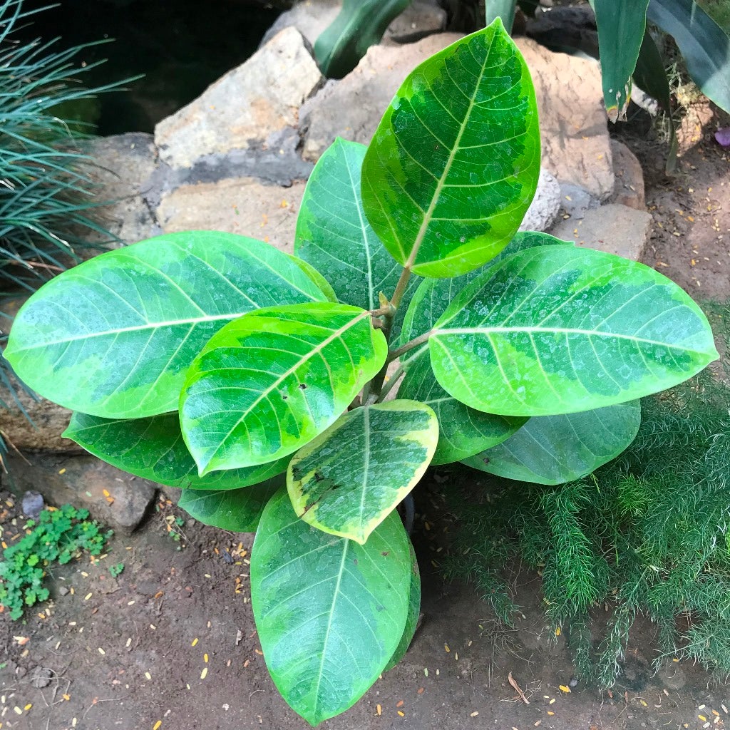 Ficus altissima ‘Yellow Gem’