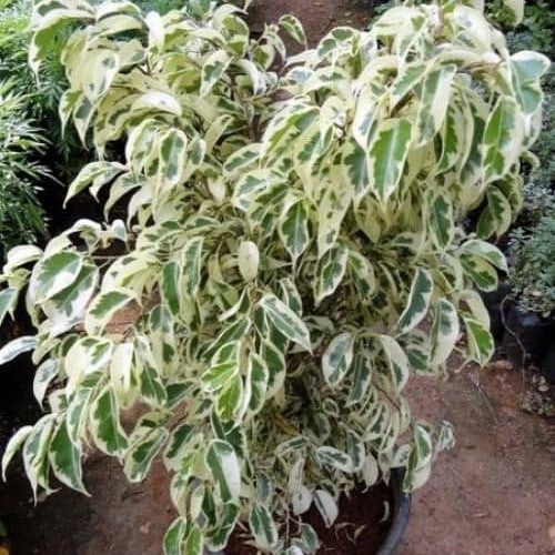 Ficus Benjamina 'Starlight'