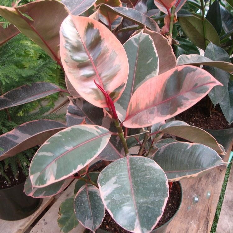 Ficus Elastica 'Red Ruby'