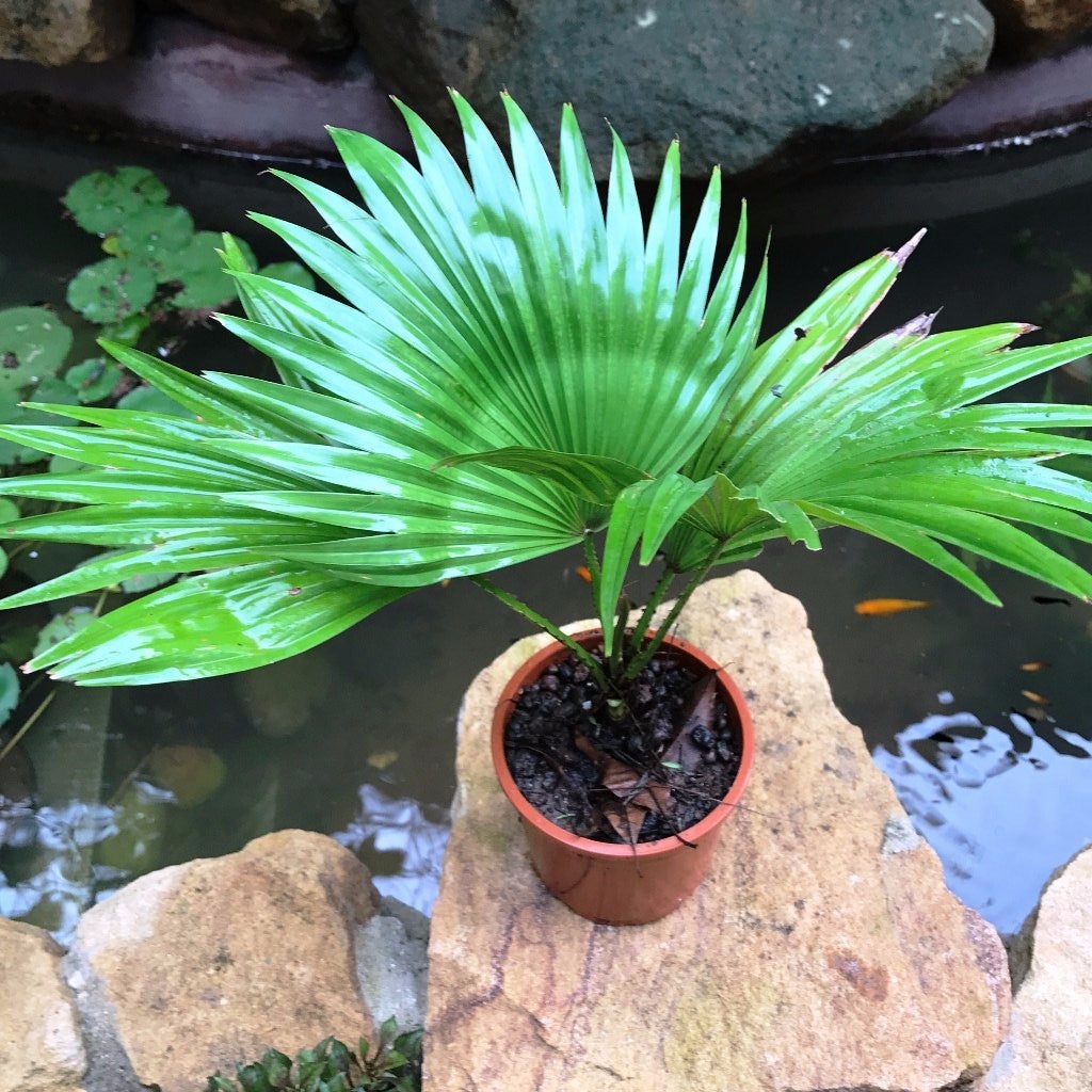 Fountain palm
