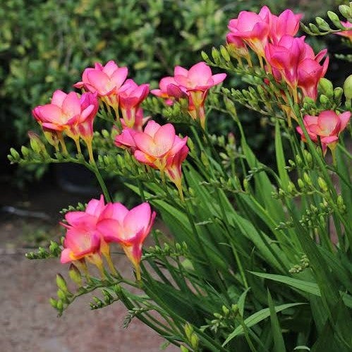 Freesia Single Deep Pink (Bulbs)