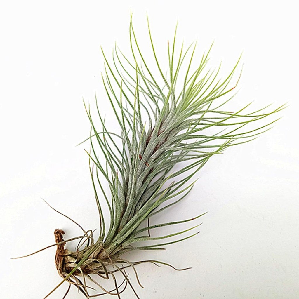 Tillandsia Funckiana Air Plant
