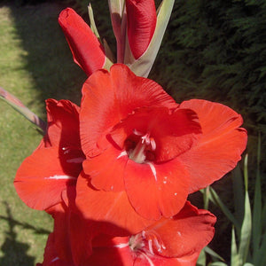 Gladiolus 'Candyman' (Bulbs)