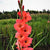 Gladiolus 'Candyman' (Bulbs)