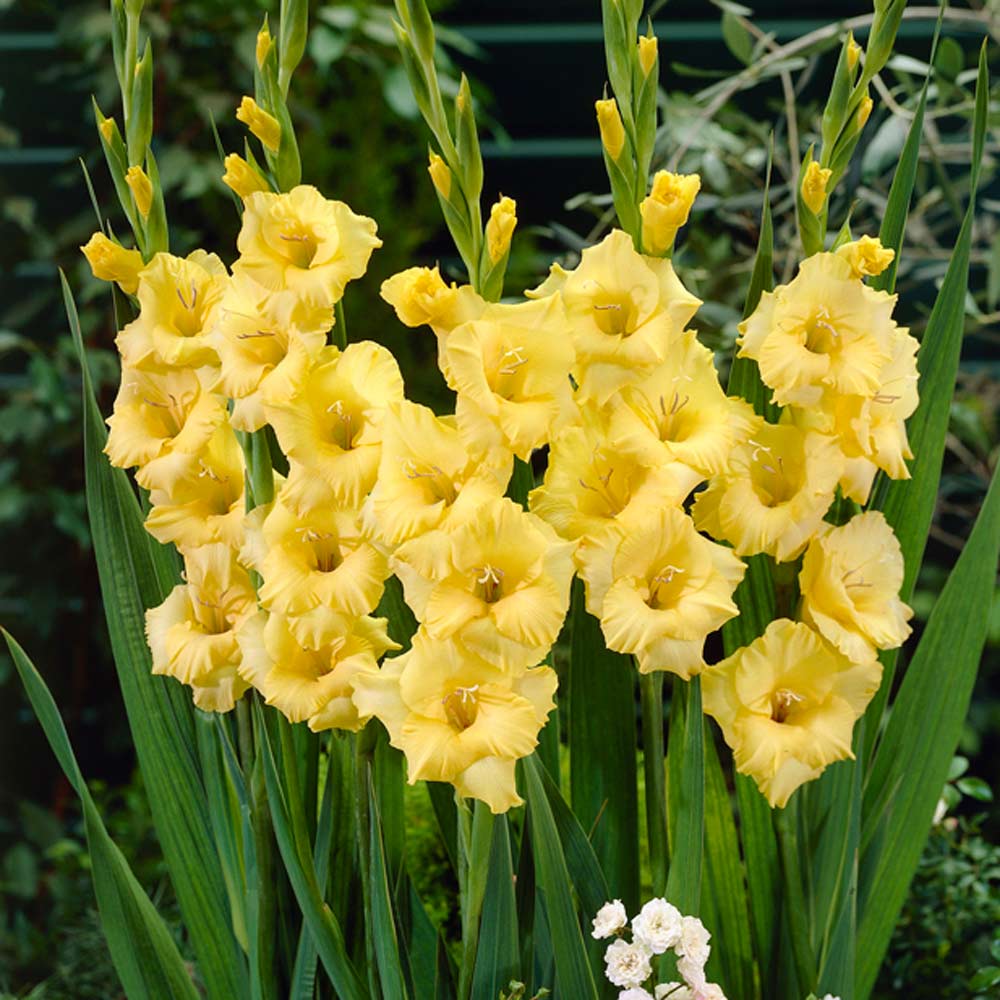 Gladiolus 'Summer Sunshine' (Bulbs)