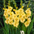 Gladiolus 'Summer Sunshine' (Bulbs)