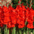 Gladiolus 'Red Majesty' (Bulbs)