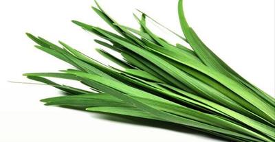 Garlic Chives