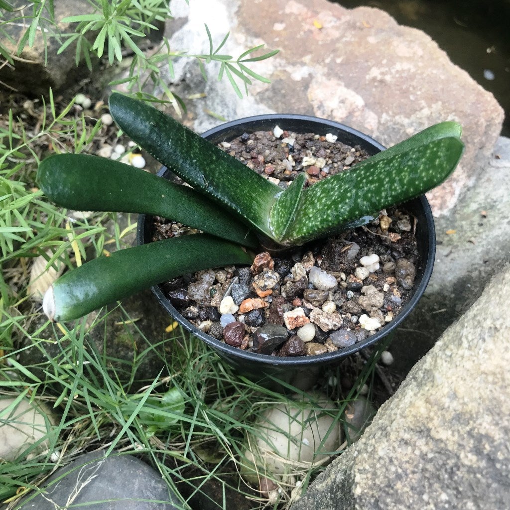Gasteria Batesiana