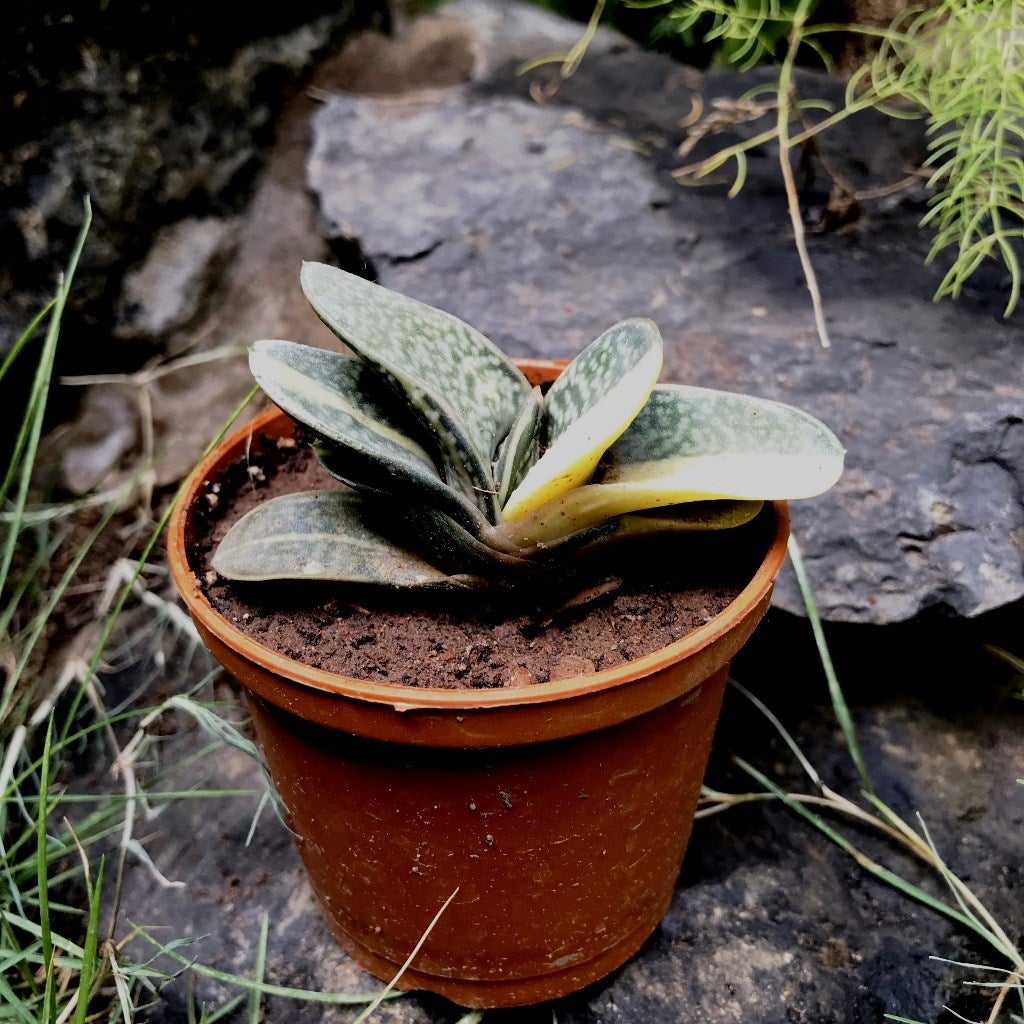 Gasteria Minima Variegated