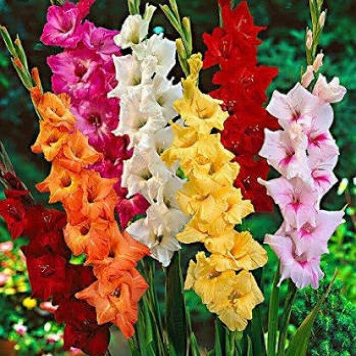 Gladiolus (Mix bulbs)