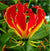Gloriosa Rothschildiana (Bulbs)