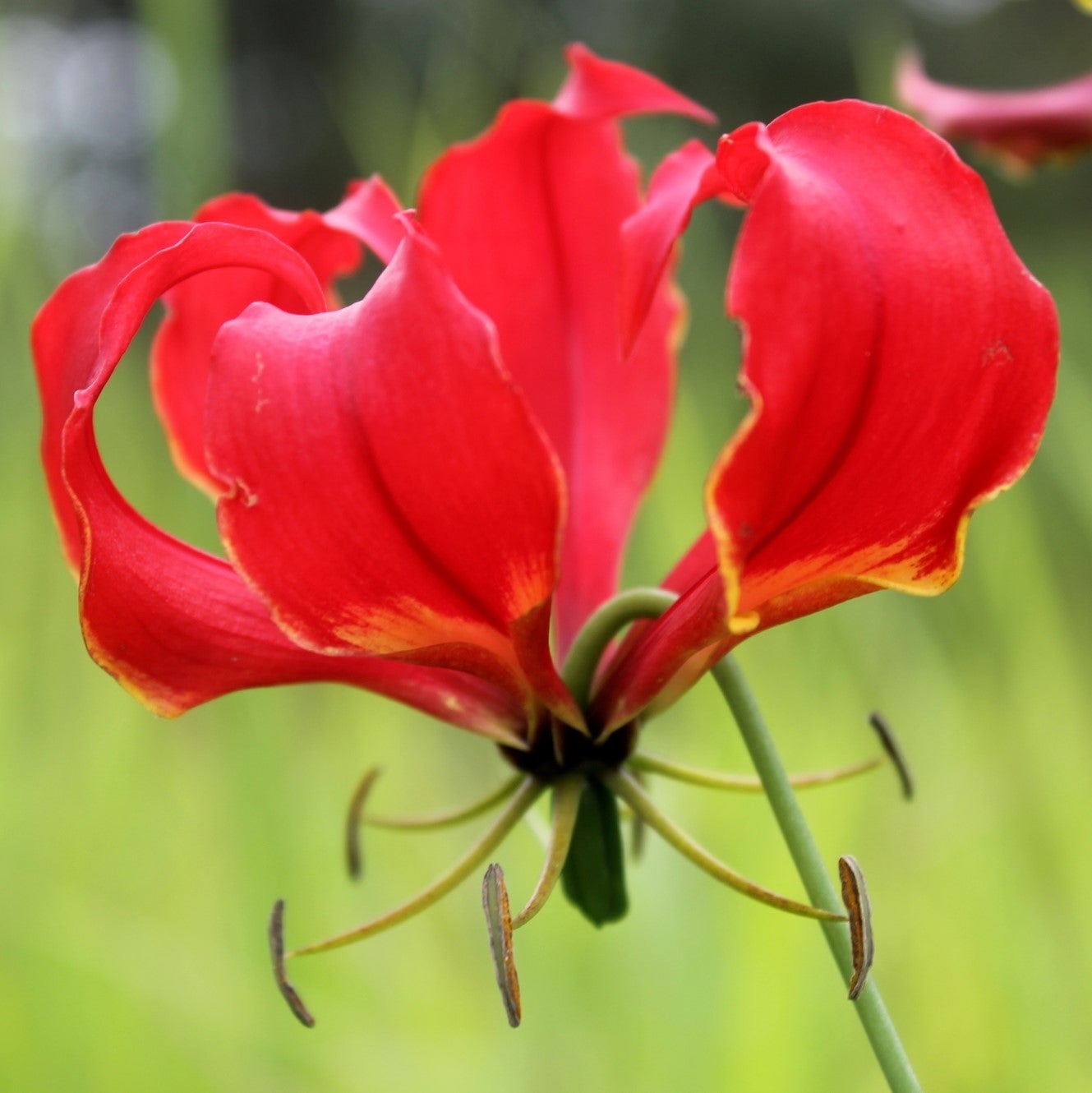 Gloriosa Superba (Bulbs)