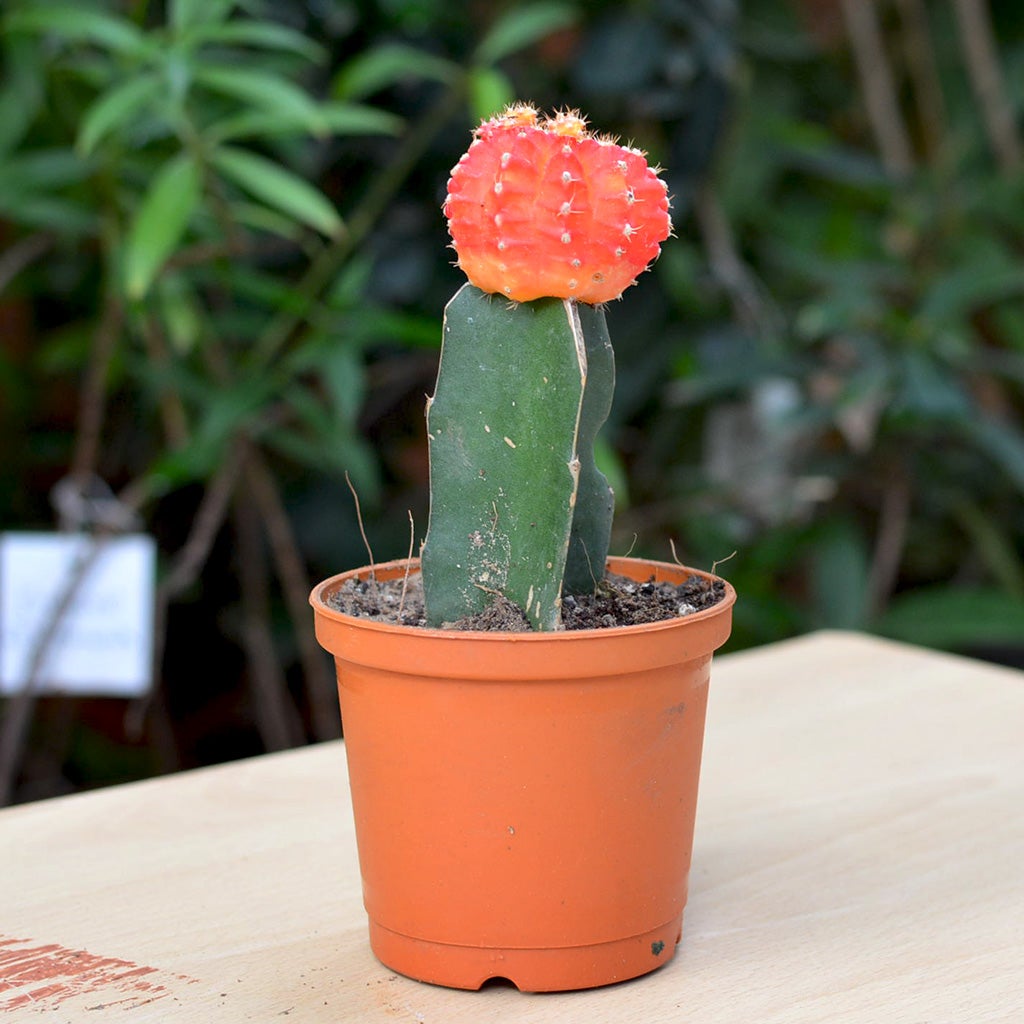Grafted Orange Moon Cactus