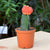 Grafted Orange Moon Cactus