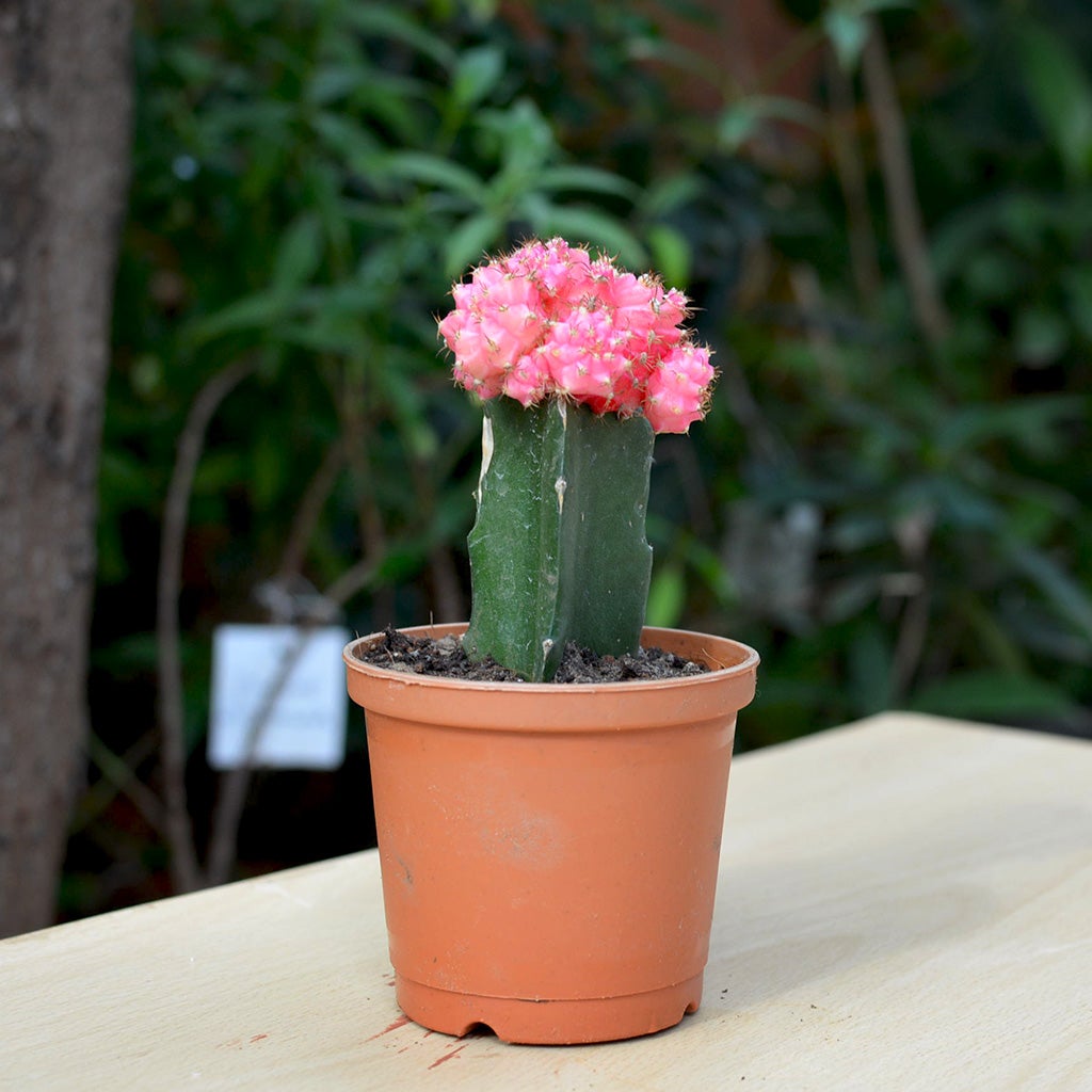Grafted Pink Moon Cactus